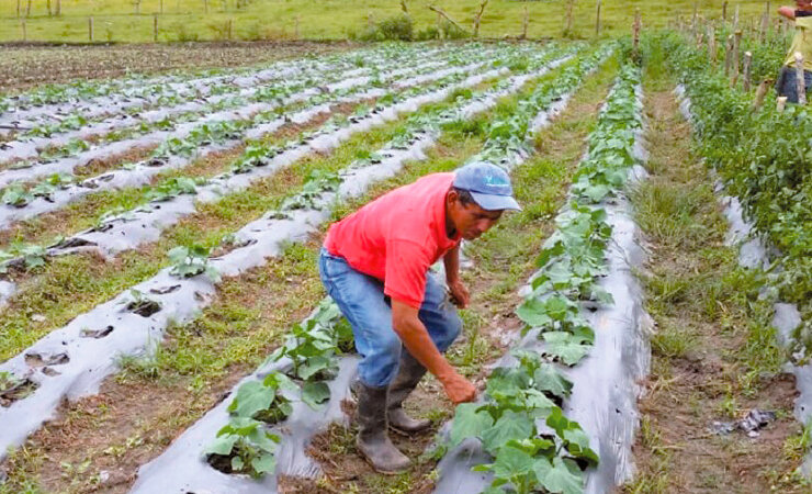 Gobierno garantiza seguridad alimentaria