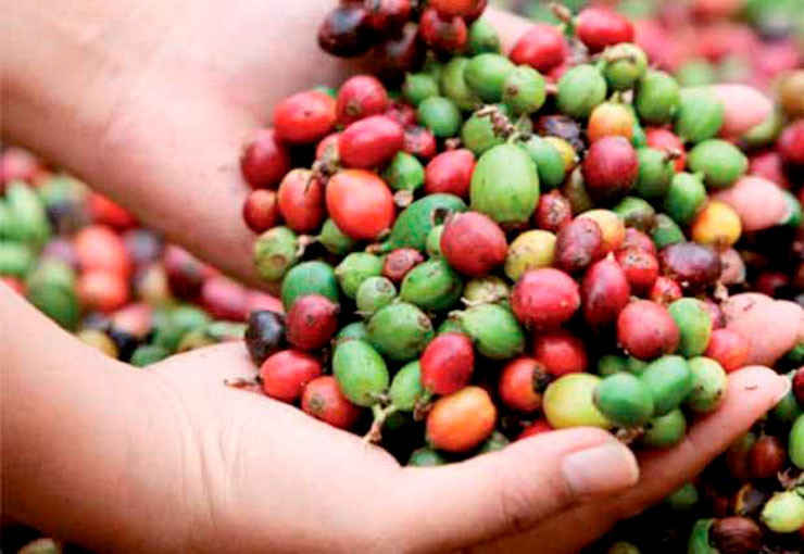 Buenas perspectivas para Ciclo Agrícola 2022