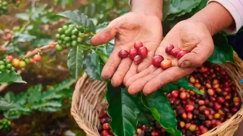 Nicaragua promociona la calidad de su café