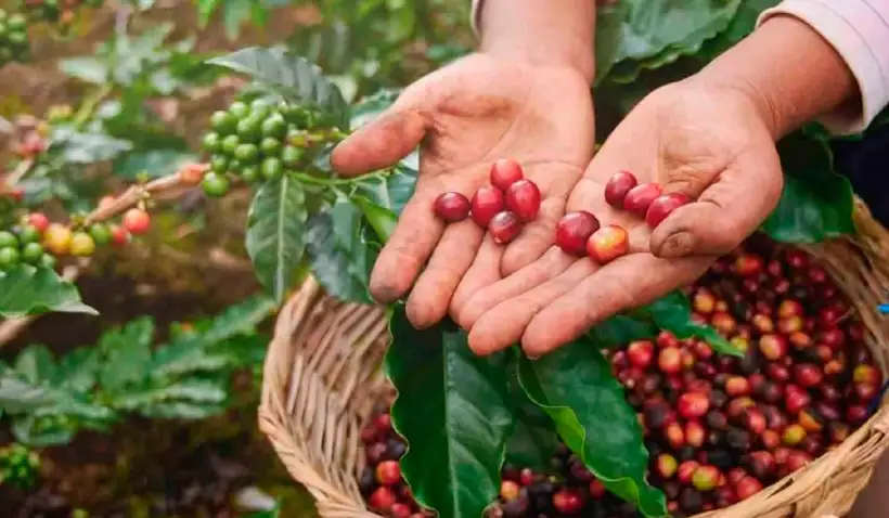 Nicaragua promociona la calidad de su café