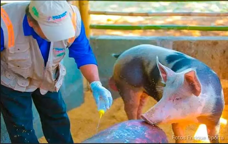 Elevada producción de carne porcina