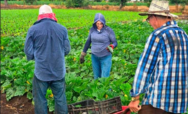 Buena cosecha de pepino en abril