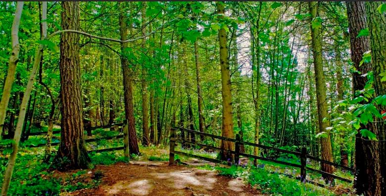 Marena realiza estudio forestal