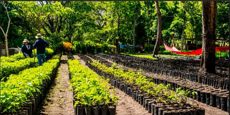 Gobierno sandinista produce millones de plantas