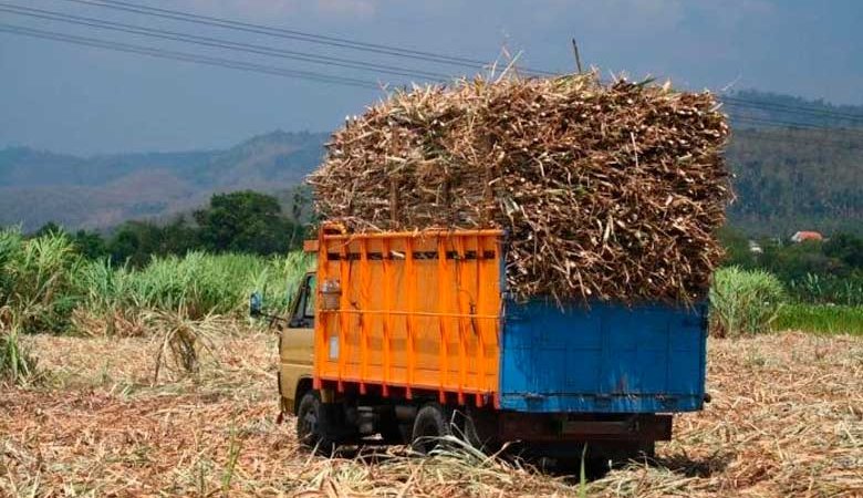 Avances en la producción de azúcar