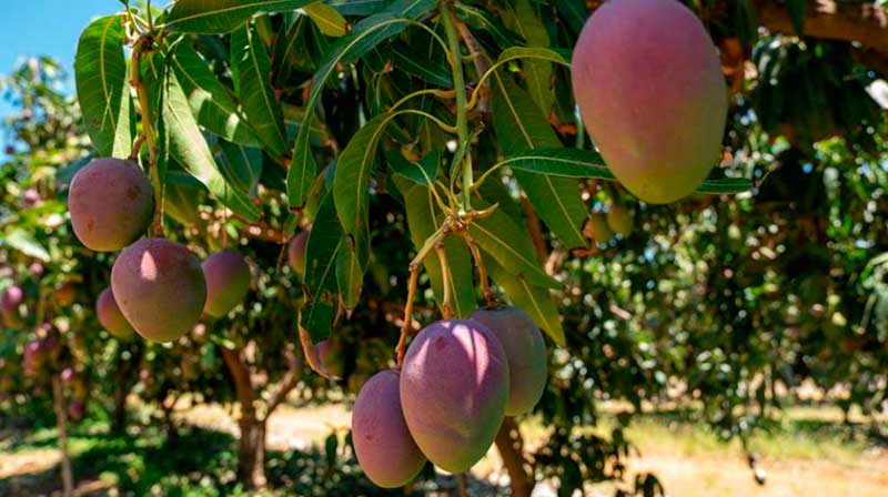 Producción de mango con buen comportamiento
