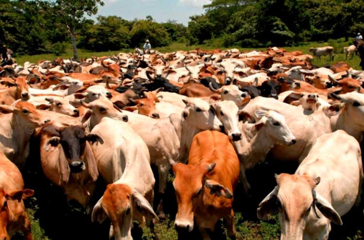 GRUN continúa fortaleciendo sanidad animal