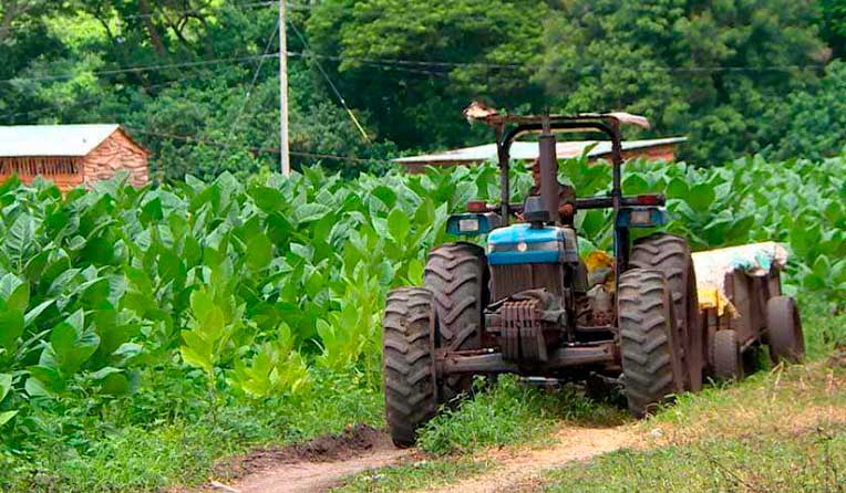 Grandes avances en cosecha de tabaco