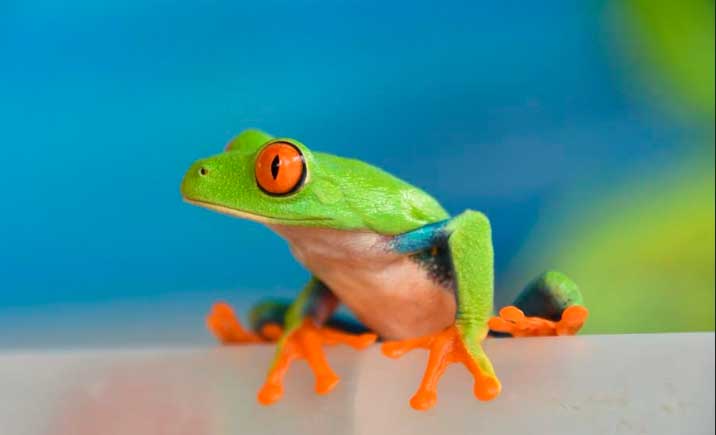 Buenas exportaciones en fauna silvestre