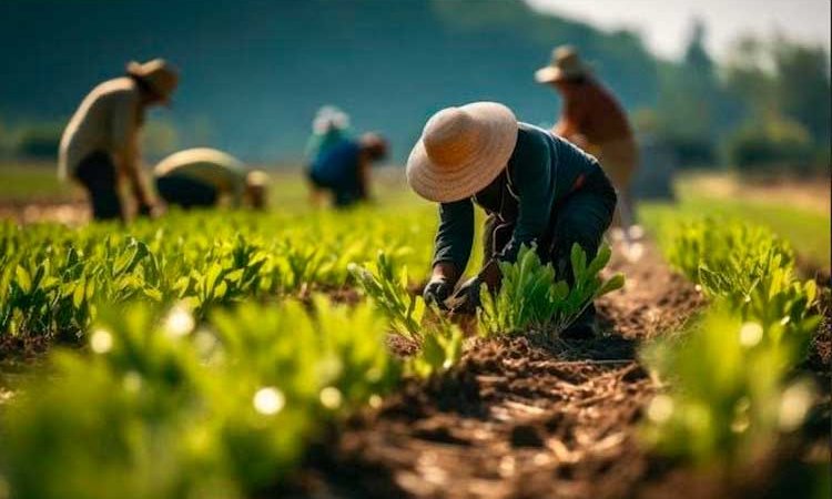 Gran expectativa en cosecha de primera de maní