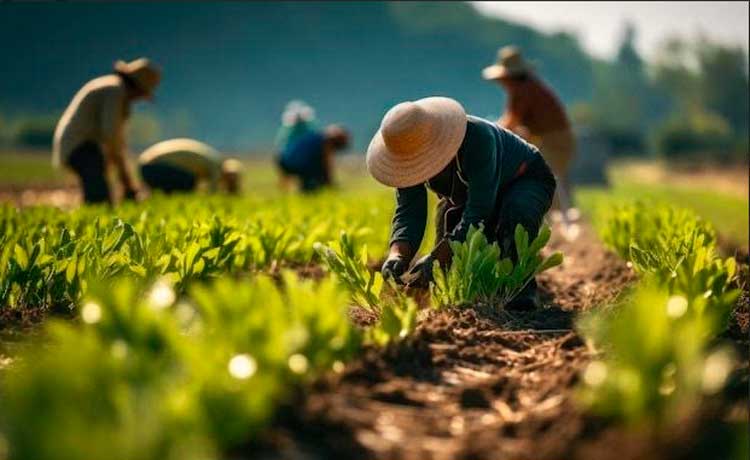 Gran expectativa en cosecha de primera de maní