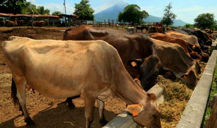 Nicaragua garantiza calidad de su producción ganadera