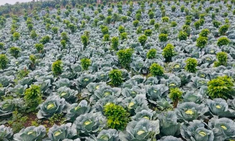 Producción de repollo continúa consolidándose
