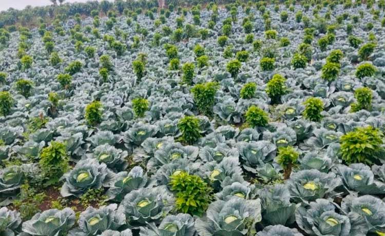 Producción de repollo continúa consolidándose
