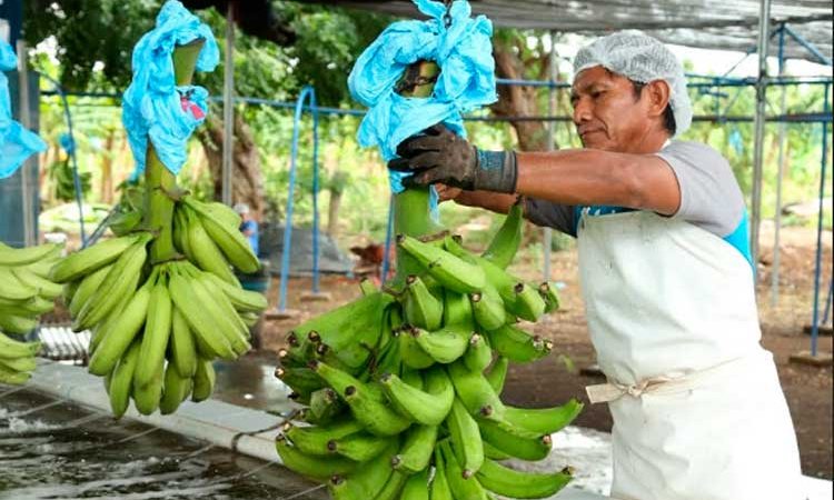 Nicaragua mejora productividad de Plátanos
