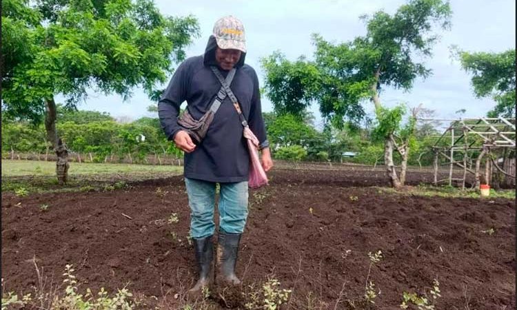 Miles de familias productoras se preparan para la siembra de maíz