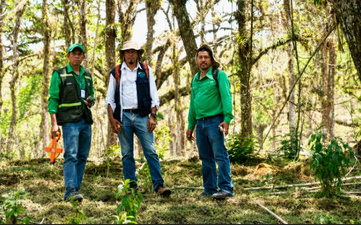 Vigilancia constante en bosques de pinos