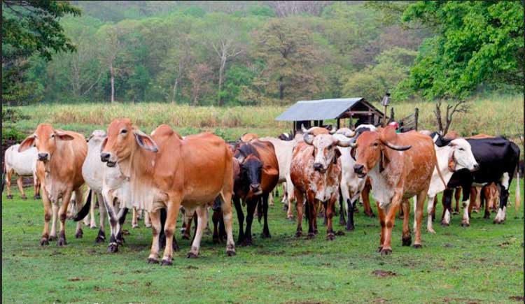 MAG garantiza la calidad en la alimentación del ganado bovino