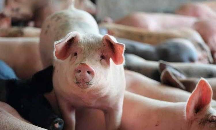 Asegurado suministro nacional de carne porcina