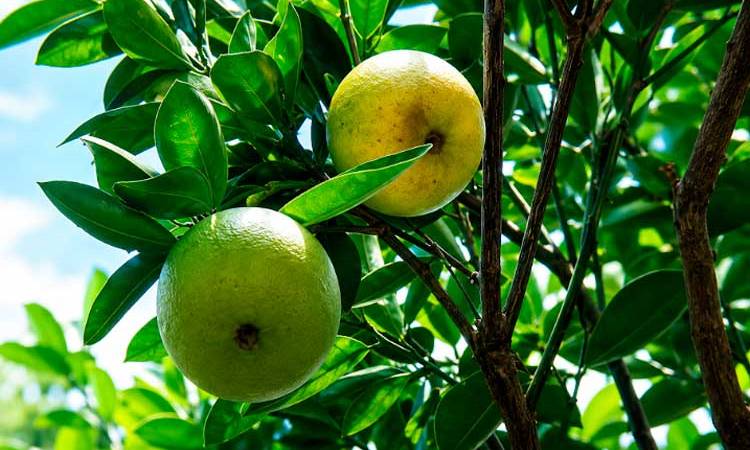 Productores garantizan abastecimiento de naranja dulce