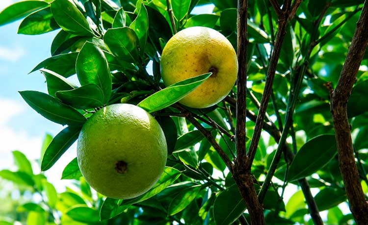 Productores garantizan abastecimiento de naranja dulce