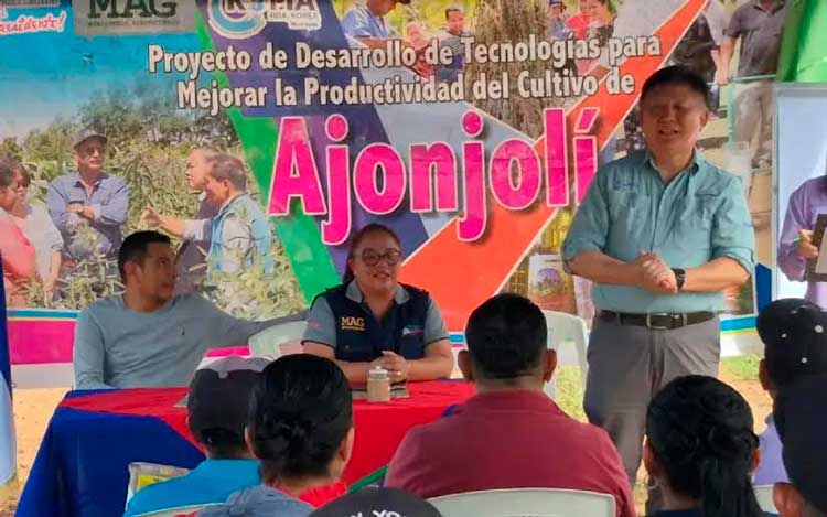 MAG promueve tecnologías para siembra y cultivo de ajonjolí