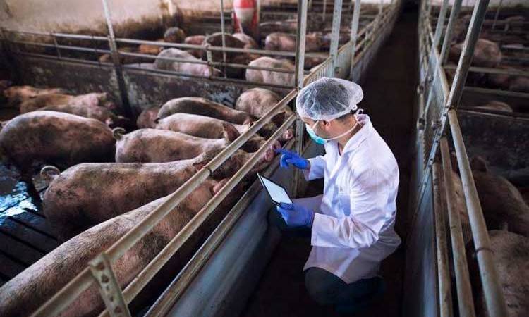 MAG optimiza nutrición porcina con alternativa innovadora
