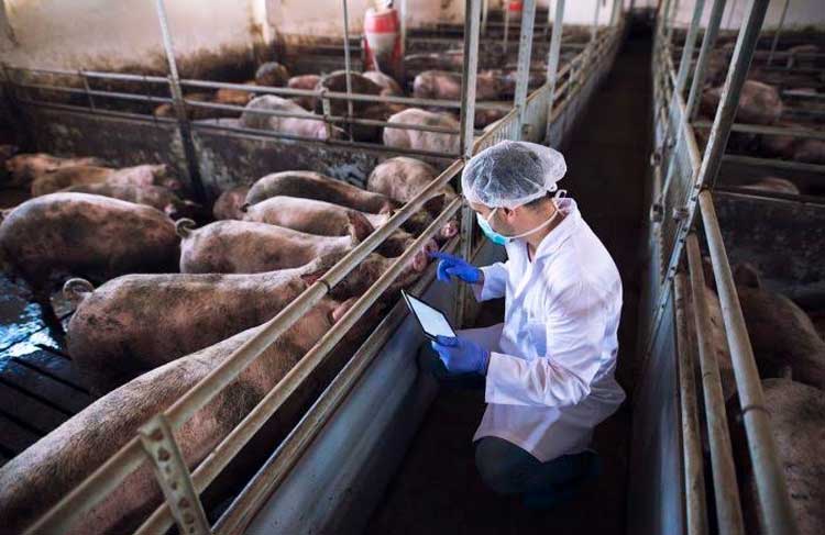 MAG optimiza nutrición porcina con alternativa innovadora