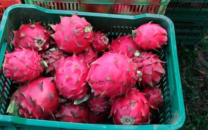 Buen comportamiento en producción de pitahaya