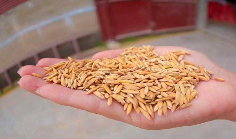 MAG entrega semillas mejoradas de arroz en Nandaime