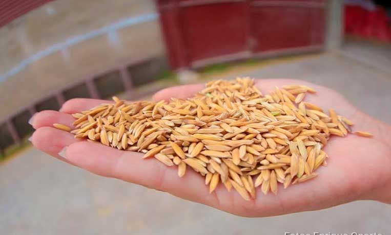 MAG entrega semillas mejoradas de arroz en Nandaime