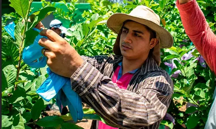 OIEA reconoce compromiso del GRUN con la seguridad alimentaria