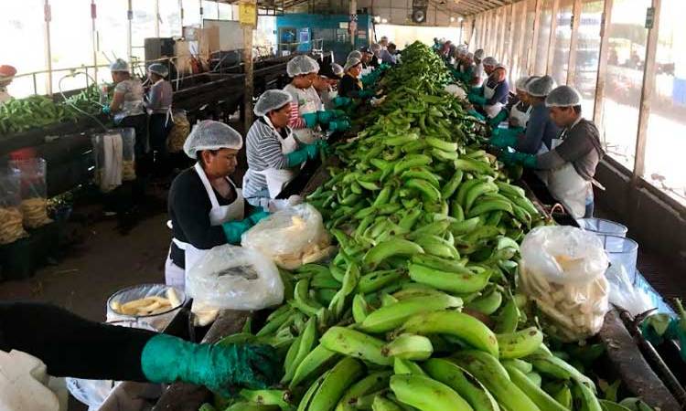 Millones de plátanos acopiados en primer semestre del año