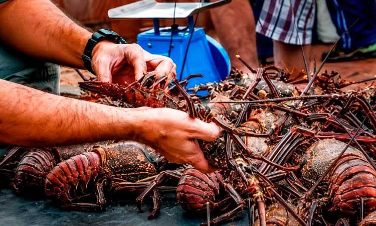 Inpesca en monitoreo constante de langosta del Caribe