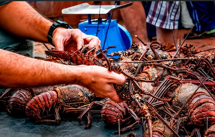 Inpesca en monitoreo constante de langosta del Caribe