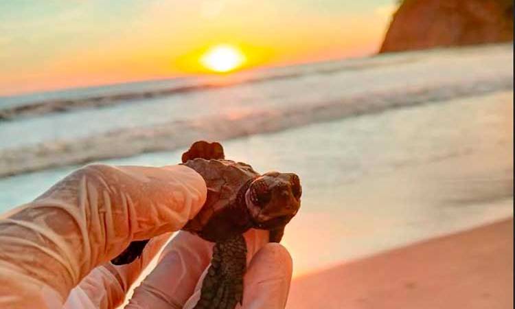GRUN comprometido con la protección de tortugas marinas
