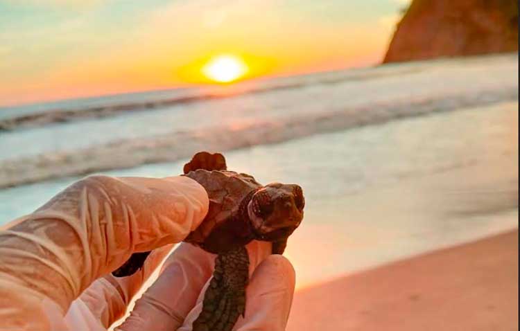 GRUN comprometido con la protección de tortugas marinas