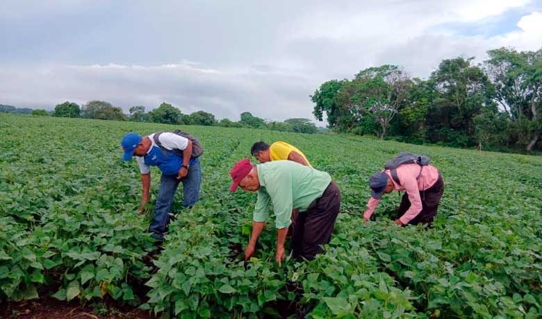Presentan a productores variedades de frijol resistente a la sequía